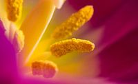 Tullip Macro