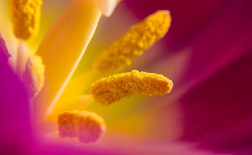 Tullip Macro