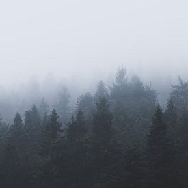 Mysteriöser Wald im Nebel von Patrik Lovrin