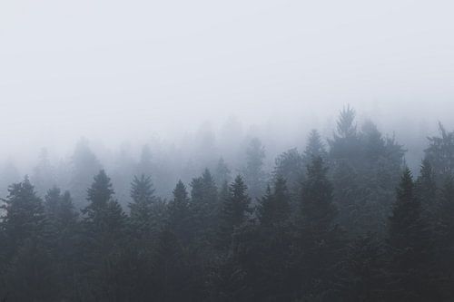 Mysterieus bos in de mist