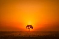 Eenzame boom van Niels Barto thumbnail