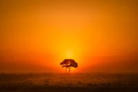 Lonely tree