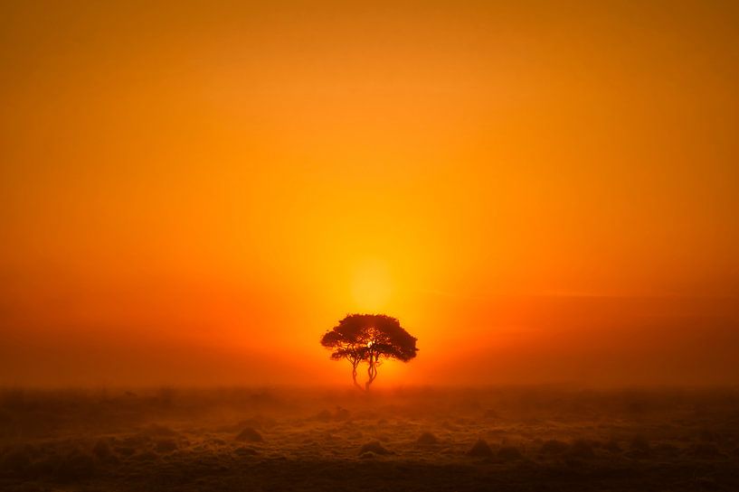 Eenzame boom van Niels Barto