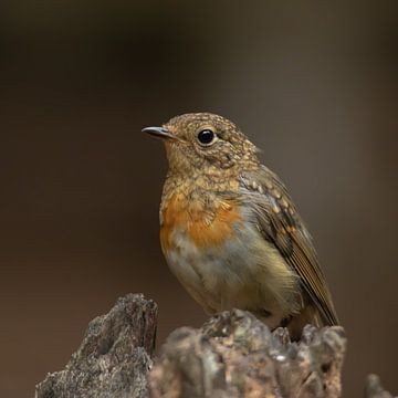 Young robin in the forest by Bianca Ansems