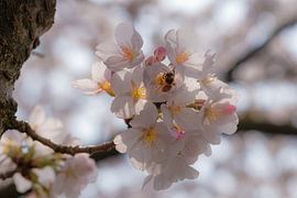 Cherry Blossom by Kurt Krause