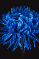 Blauwe Chrysant - Blauwe bloemen met betekenis