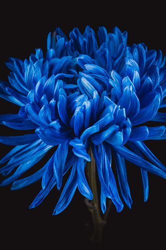 Blauwe Chrysant - Blauwe bloemen met betekenis van Sandra Hazes