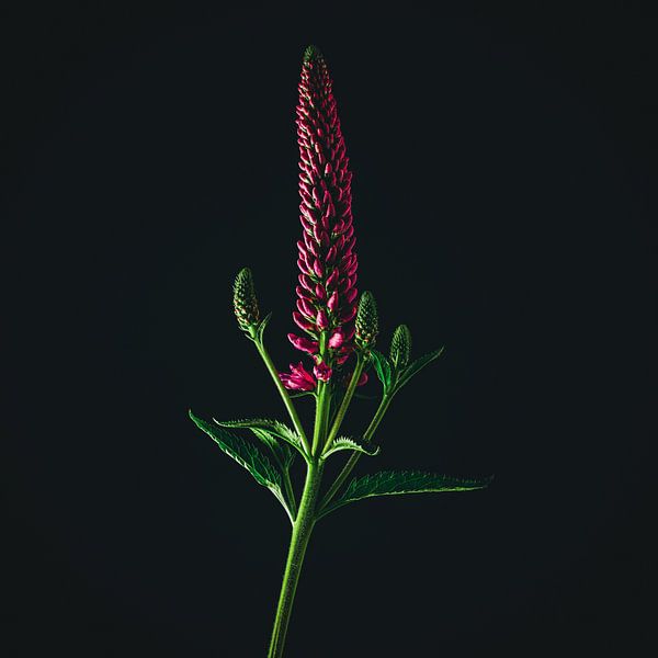 Flower in front of black by Andreas Friedle