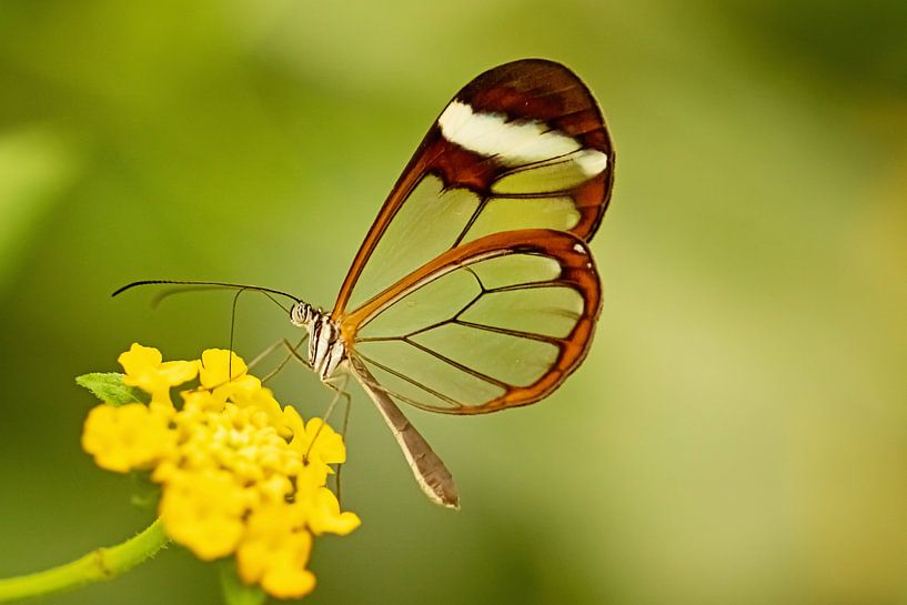 Glass butterfly by Roosmarijn Bruijns