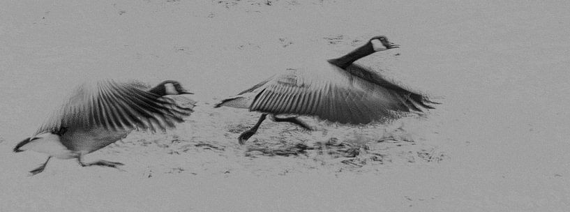 attention to nature 2 by Peter Smeekens