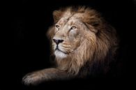 Proud male lion king sit in darkness paw forward in profile, black background by Michael Semenov thumbnail
