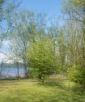 Frisgroene boom in de lente