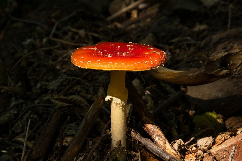 Le champignon par Tanja Voigt