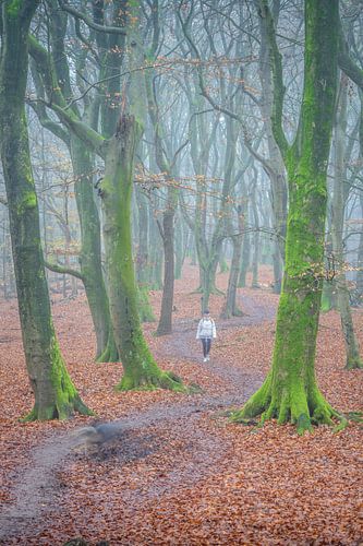 Hiker is the misty Speulderbos in Ermelo during autumn