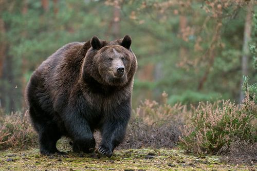 Bruine beer ( Ursus arctos ) in een snelle run over een open plek in het bos, Europa.