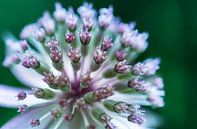 Detail Zeeuwse bloem von Mariëlle de Valk Miniaturansicht