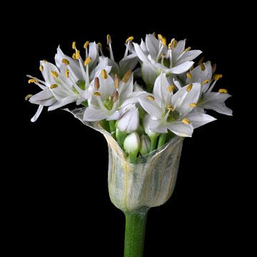 Bloemknop van Allium tuberosum van Bartel van den Berg