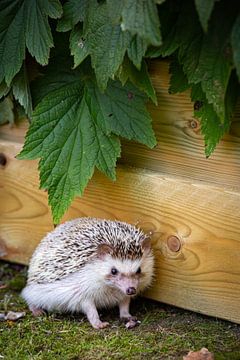 Portrait of a hedgehog by Hilda Weges