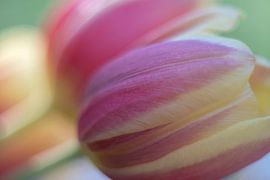 Tulip Art by Deez - Tulpen in Nederland by Desiree Adam-Vaassen