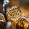 Hortensiablad met bevroren rijp van Fokko Muller