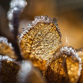 Hortensienblatt mit gefrorenem Frost von Fokko Muller