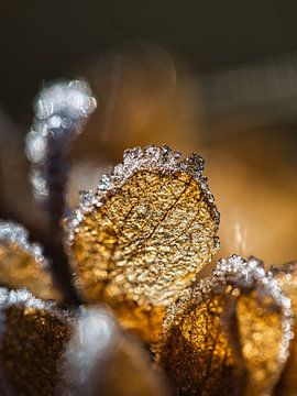 Hortensienblatt mit gefrorenem Frost