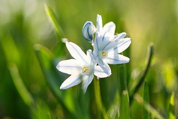 Witte bloesems van de bluestar. Vroege bloeier van Martin Köbsch