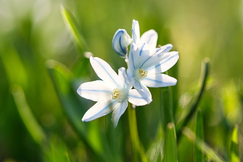 Witte bloesems van de bluestar. Vroege bloeier van Martin Köbsch