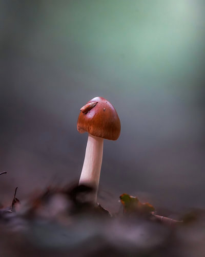 Mushroom in the Vierhoutenbos