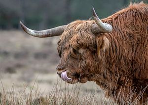 Porträt eines schottischen Highlanders