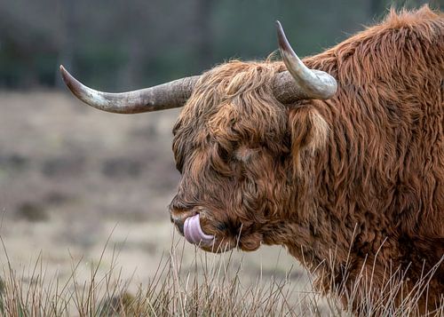 Portret van een Schotse  Hooglander