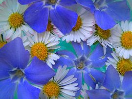 Madeliefjes en Maagdenpalm von Tanja de Boer