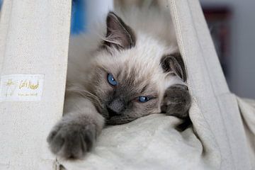 Blue colourpoint Ragdoll kitten met blauwe ogen