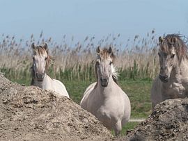 Konik Pferde 3 in einer Reihe von Gea Teigeler