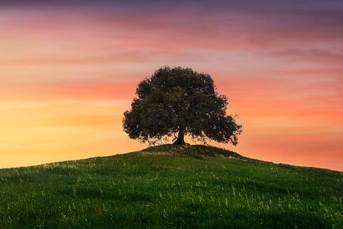 Steeneik in Val d'Orcia. Toscane