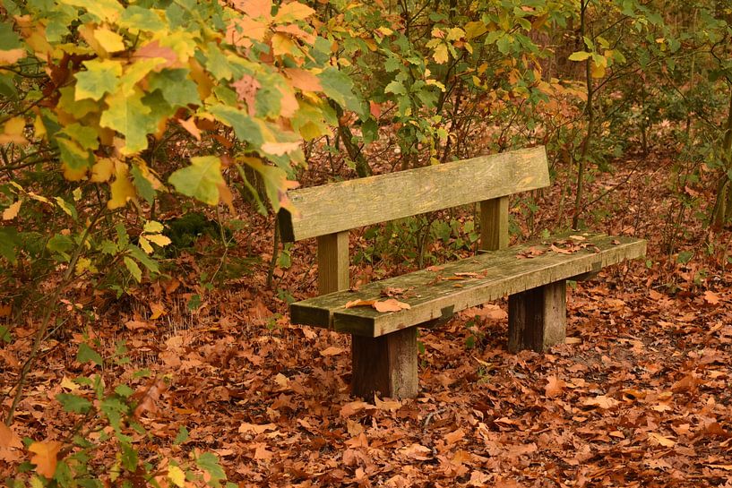 Autumn in colours by Johanneke Post