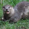 Otter von Persfotografieholland