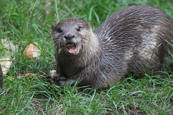 Otter