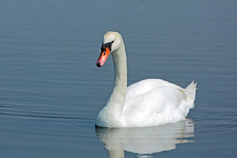 Cygne tuberculé par Ronald Smits