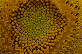 Just how beautiful is a sunflower, really?