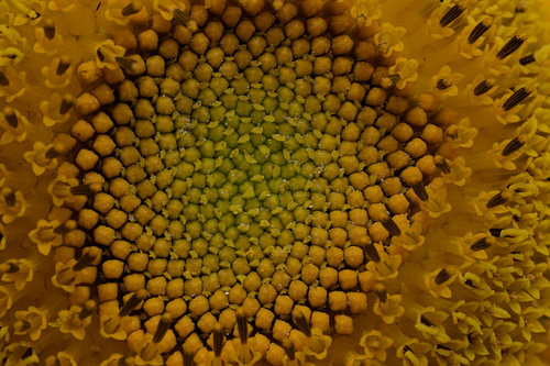 Wie schön ist eine Sonnenblume eigentlich?