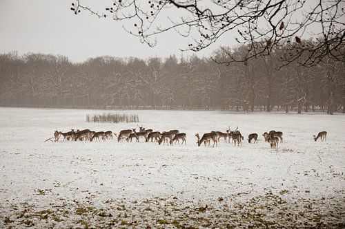 Rehe im Schnee V4 – Schlosspark Apeldoorn