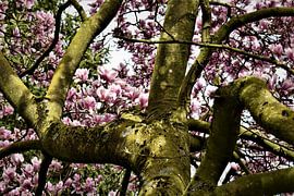 Magnolia by Heidi Pype