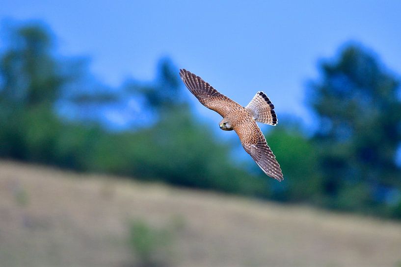 Turmfalke von Karin Jähne