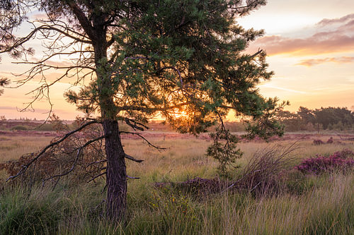 Die Kalmhoutse Heide in voller Blüte
