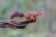 Ready for the jump by Larissa Rand thumbnail