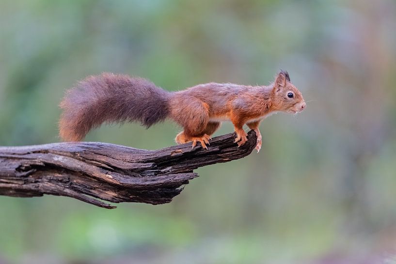 Ready for the jump by Larissa Rand