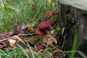 Rote Champignons - Königsmantel von MDRN HOME