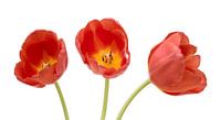 Drie rode tulpen van Peter van Dam thumbnail