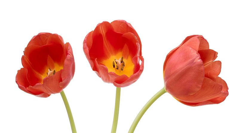 Drei rote Tulpen von Peter van Dam